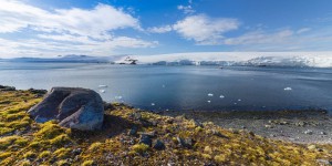 L’Antarctique est en pleine mutation : la végétation est en expansion rapide depuis 10 ans !