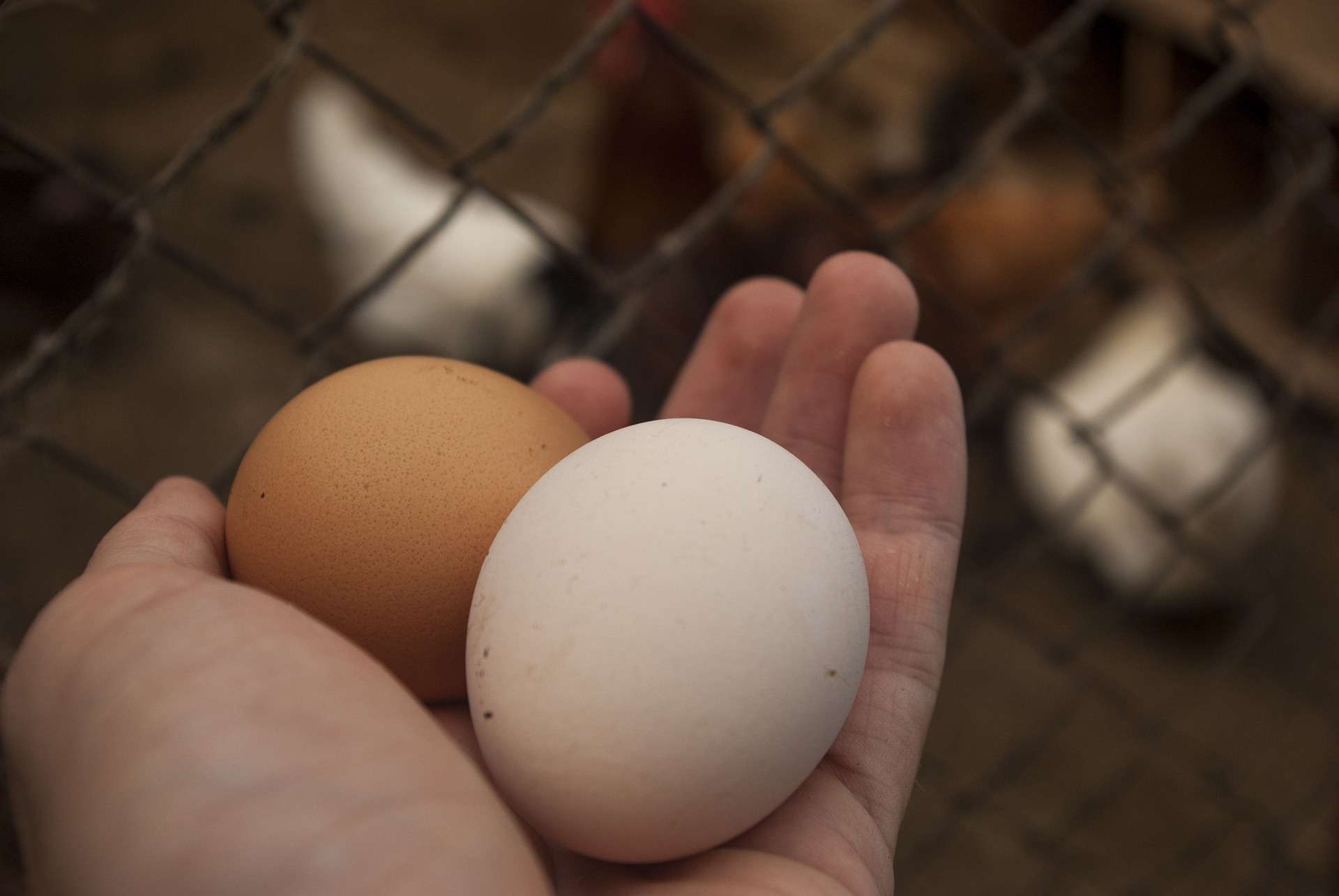 Les œufs de vos poules sont trop pollués pour être consommés en Ile-de-France