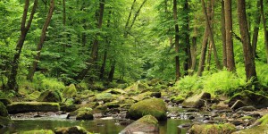 Puits de carbone : Les forêts mixtes 70 % plus efficaces que les monocultures !