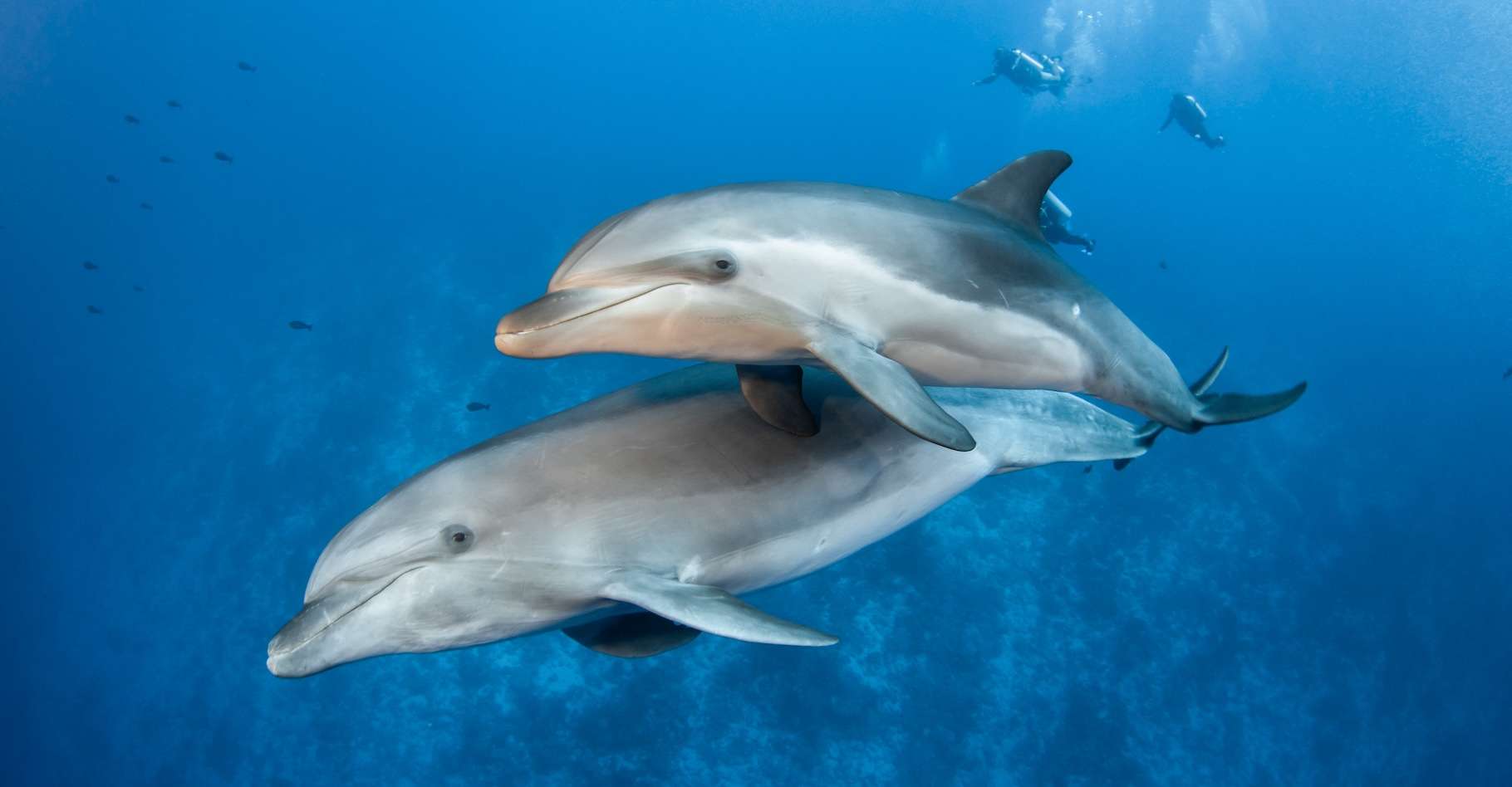 Ces dauphins détectent les battements du cœur