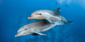 Ces dauphins détectent les battements du cœur