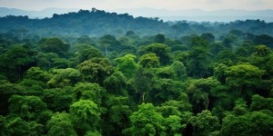 La déforestation modifie la forme des arbres en Amazonie, et ce n'est pas une bonne nouvelle