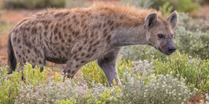La hyène n’est pas la super méchante que vous imaginez !
