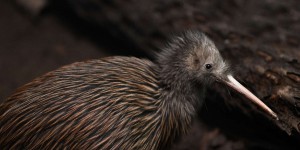 Deux kiwis sauvages sont nés près de la capitale néo-zélandaise : une première depuis 100 ans !