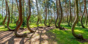 Le mystère de la forêt des arbres tordus en Pologne