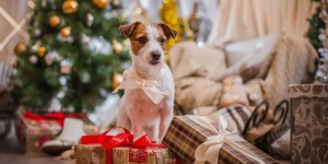 Pourquoi il ne faut pas offrir un animal à Noël ?