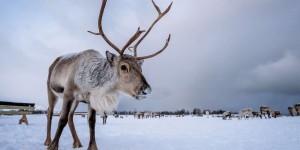 Comment les rennes se battent contre le changement climatique