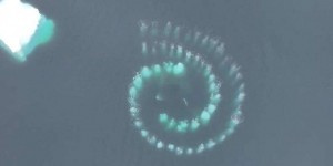 Une étrange spirale de bulles formée dans les eaux de l’Antarctique par des baleines