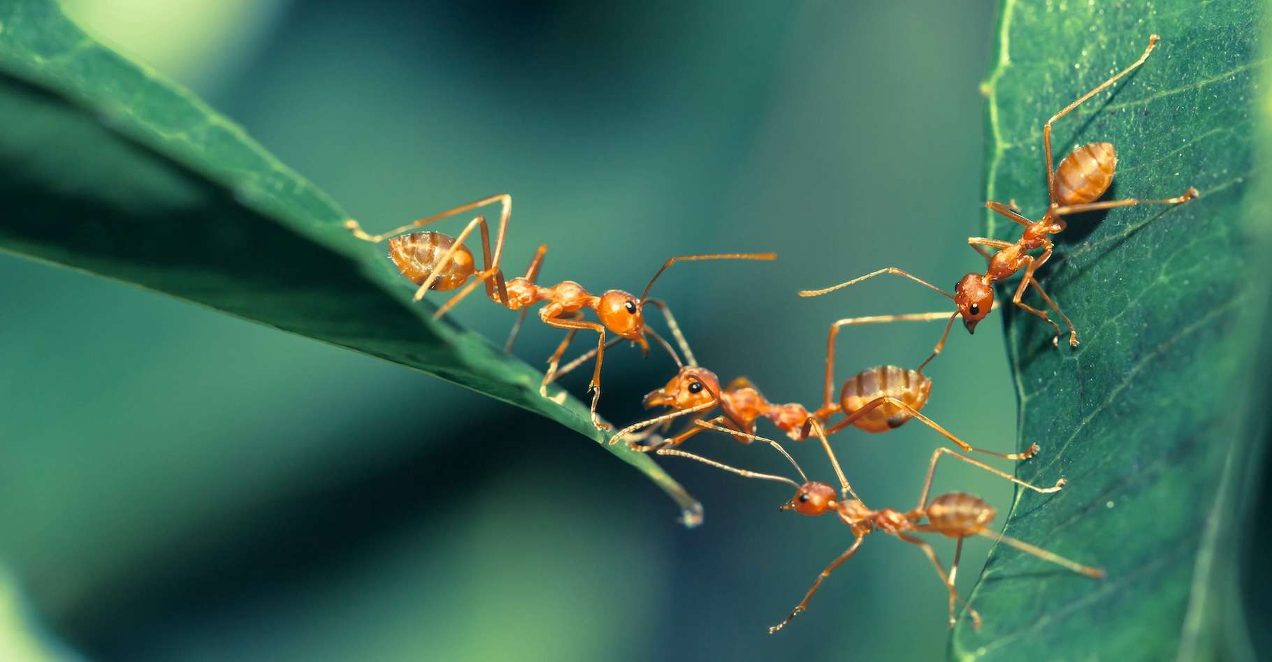 Ces fourmis soignent leurs blessés avec des traitements médicaux sophistiqués