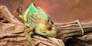 Images exceptionnelles d’une caméléon qui s'illumine de toutes les couleurs avant de s'éteindre
