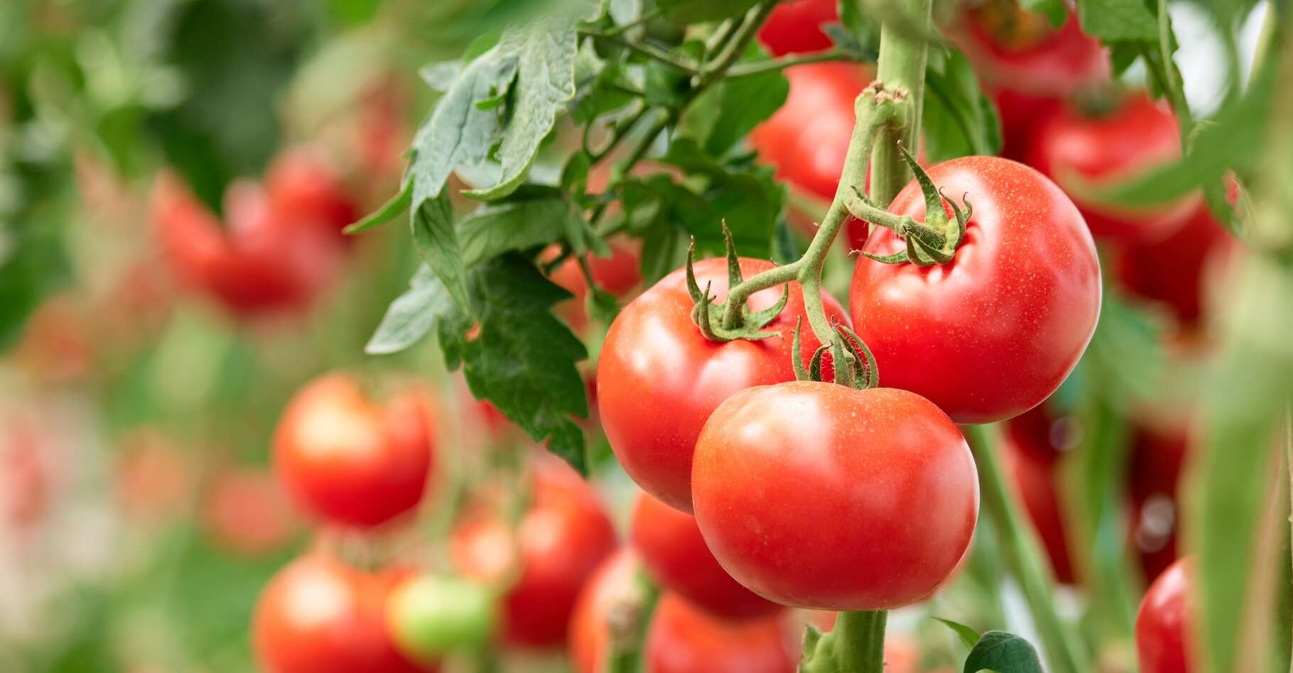 L’énigme des tomates silencieuses qui ne savent plus reconnaître leurs ennemis