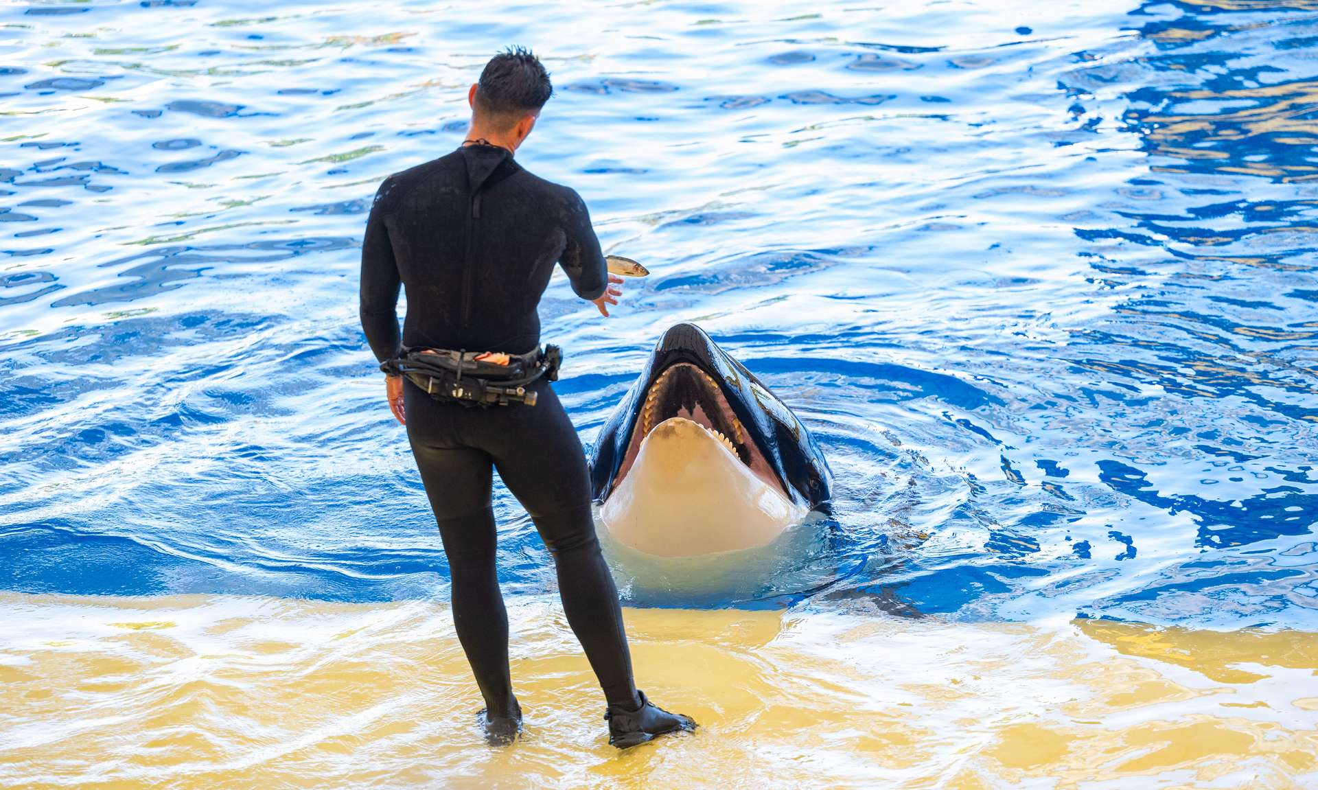 L’« exfiltration » des orques de Marineland vers le Japon dans des conditions dégradées inquiète