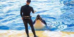 L’« exfiltration » des orques de Marineland vers le Japon dans des conditions dégradées inquiète
