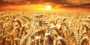 Oui, le monde agricole peut survivre dans une France qui va se réchauffer de +4 °C !