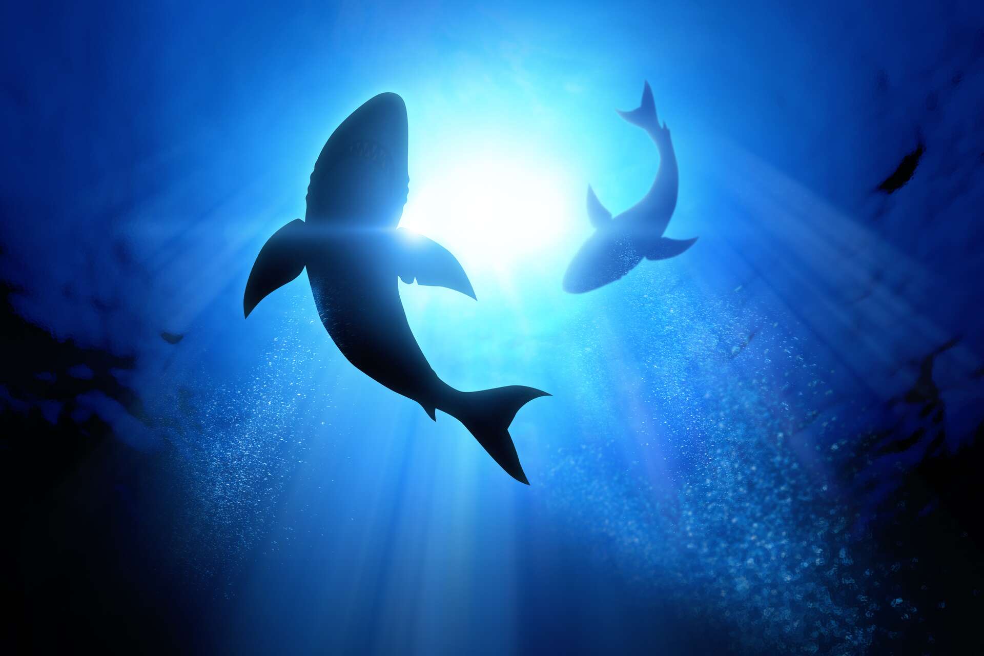 Une nouvelle étude soulève des questions sur les mesures de protection des requins