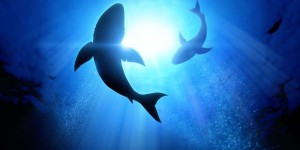 Une nouvelle étude soulève des questions sur les mesures de protection des requins
