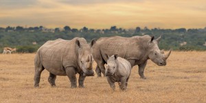 Les rhinocéros ne survivront pas au réchauffement climatique