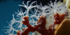 Le corail a construit la seule structure vivante visible depuis l’espace