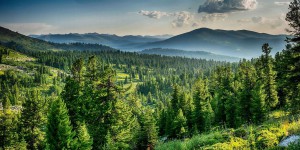Une démonstration aux États-Unis montre que planter des arbres peut refroidir le climat d'une région