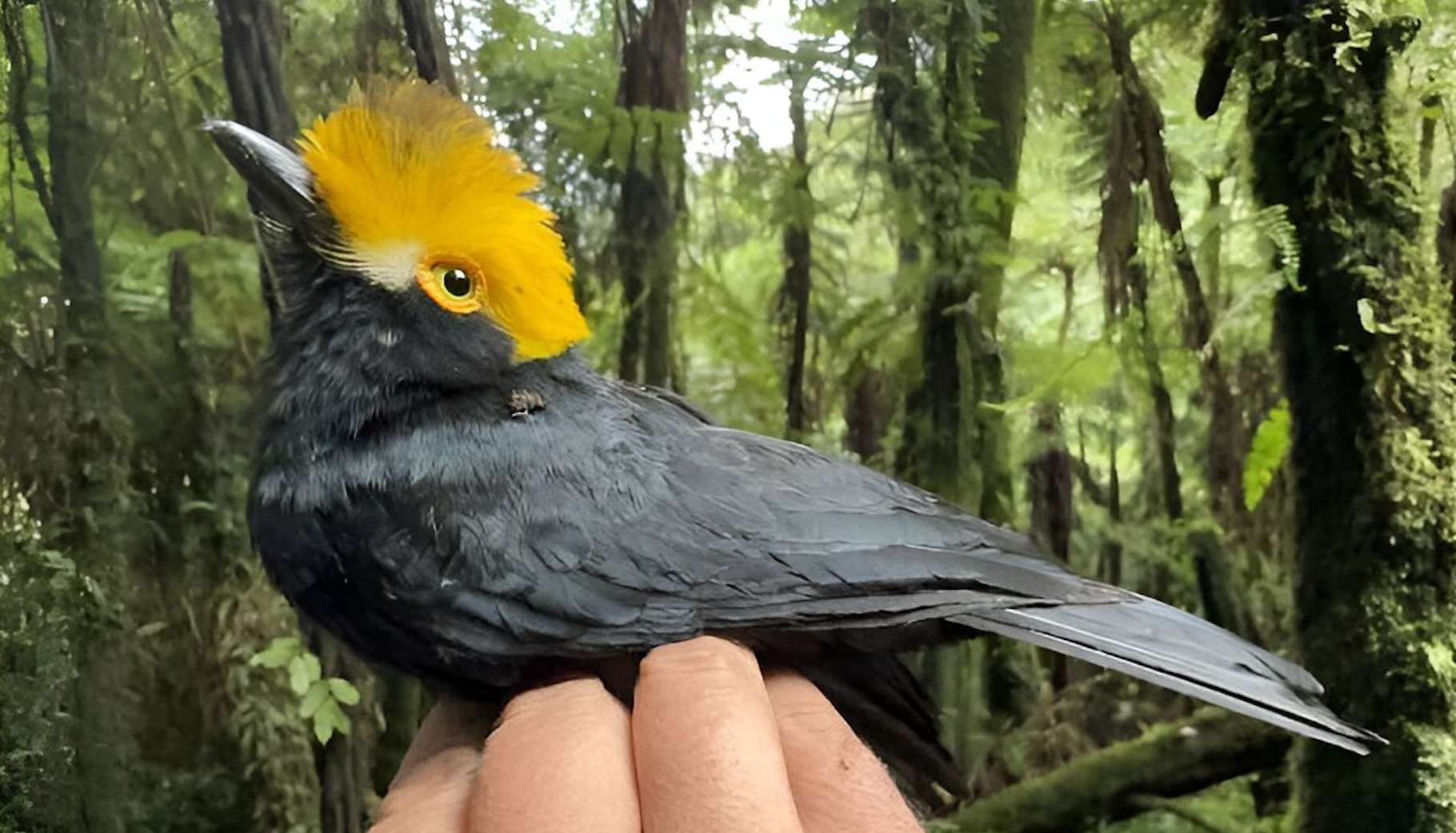 Une expédition de scientifiques a retrouvé un « oiseau perdu » il y a des décennies