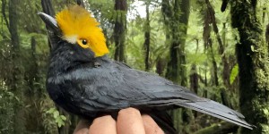 Une expédition de scientifiques a retrouvé un « oiseau perdu » il y a des décennies