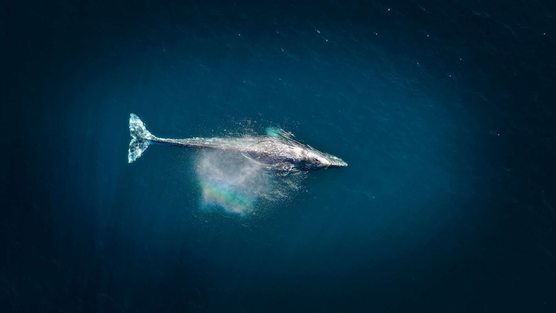 L’ADN des baleines bleues révèle qu’elles mettent en danger leur population !
