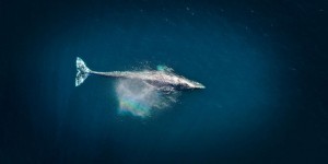 L’ADN des baleines bleues révèle qu’elles mettent en danger leur population !