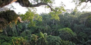 L’Amazonie échappera-t-elle à son point de basculement ?