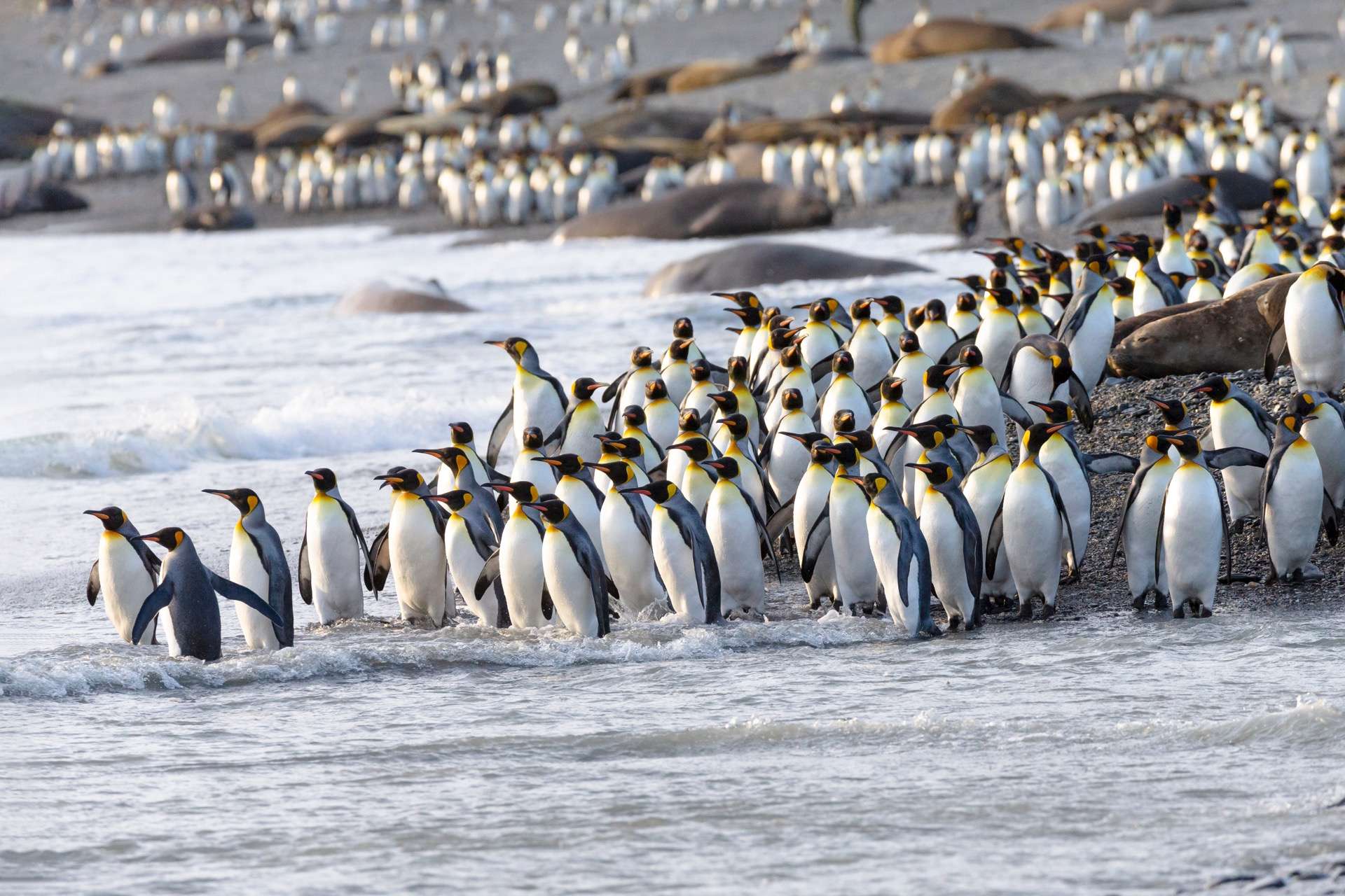 « L’un des plus grands désastres écologiques des temps modernes » se produit en Antarctique !