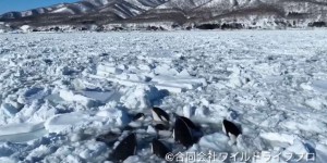12 orques pris au piège dans la glace au Japon