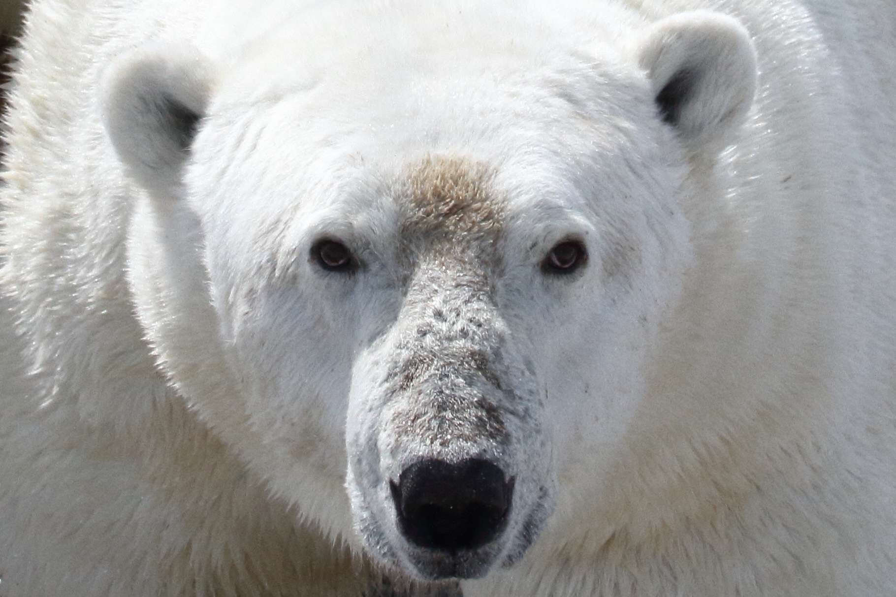Les ours polaires sont condamnés à mourir de faim !