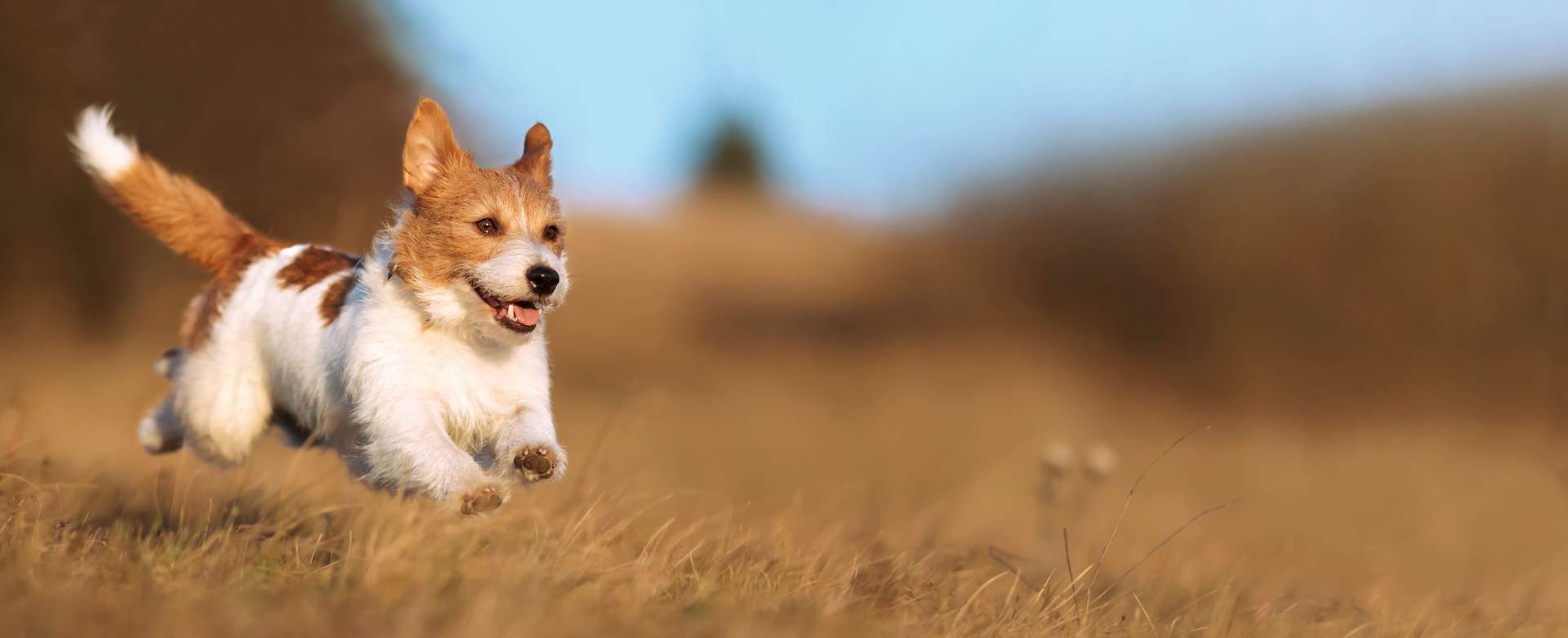 Vétérinaires cherchent chiens pour tester une pilule qui rallonge leur vie !