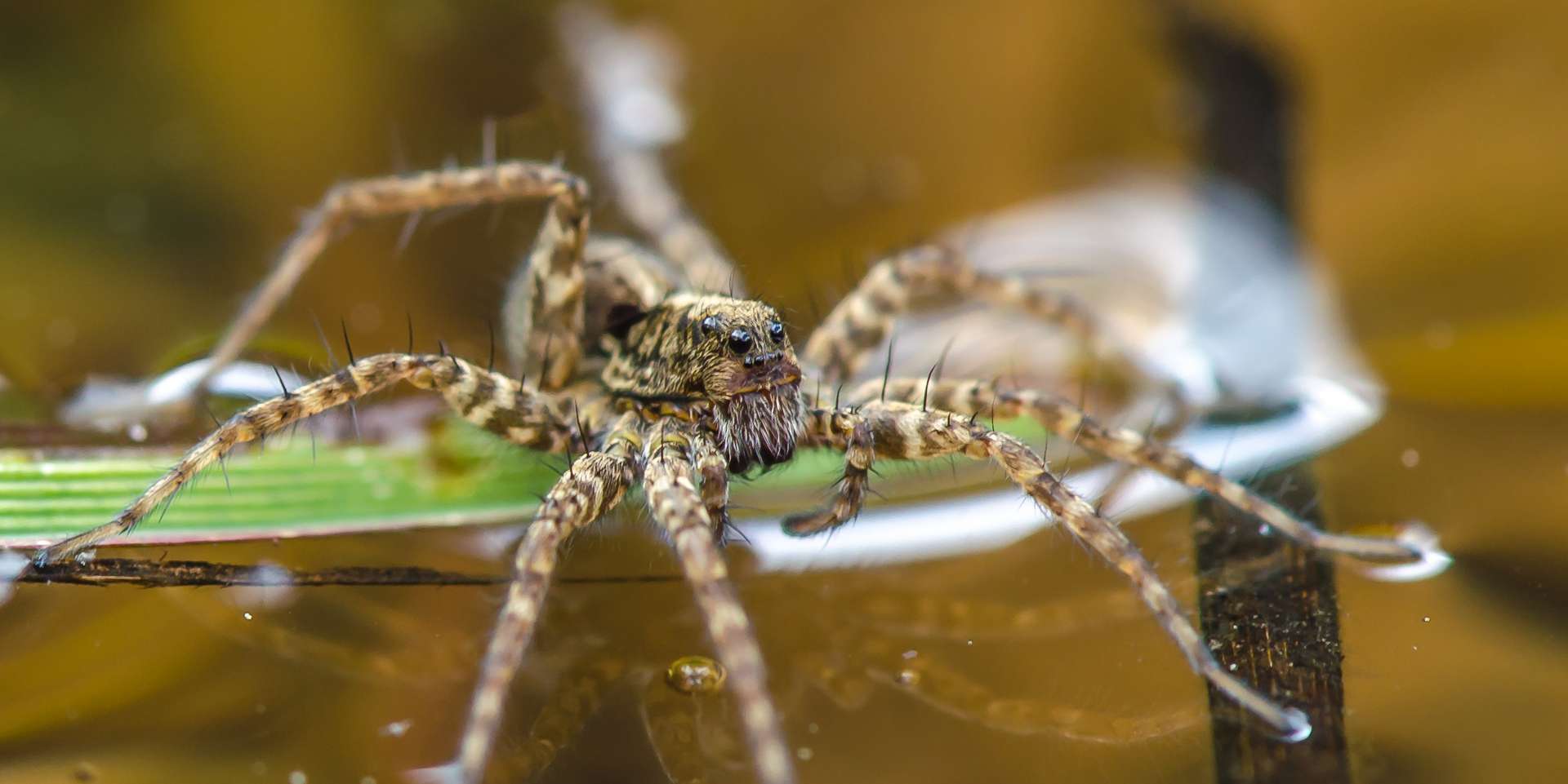 Une araignée qui tisse ses toiles sous l’eau… Pour y respirer !