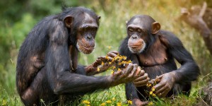 Les bourdons et les chimpanzés sont des petits génies, voici pourquoi