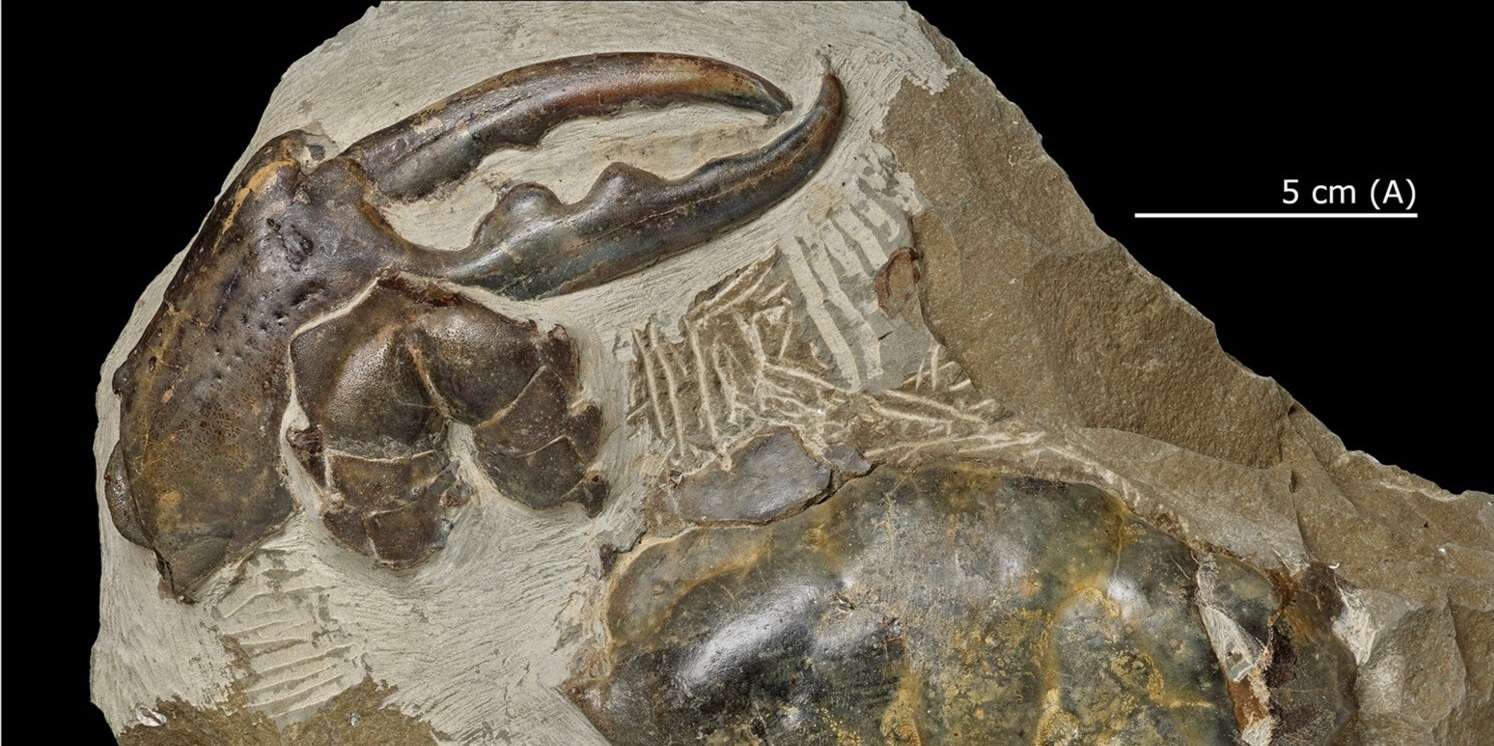 Ce crabe géant arpentait les mers il y a près de 9 millions d’années