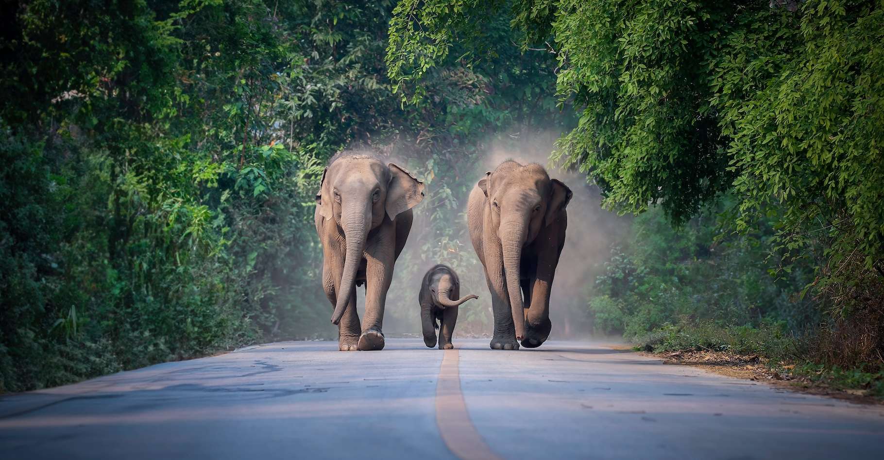 Les éléphants d’Asie ne font pas que pleurer les morts, ils les enterrent aussi