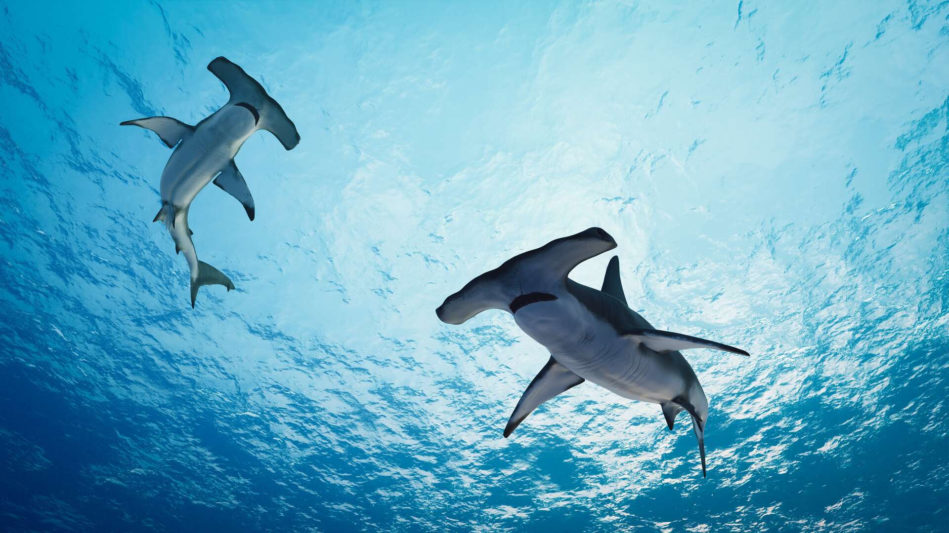 Étrangeté du vivant : des images inédites de la formation de la tête du requin-marteau