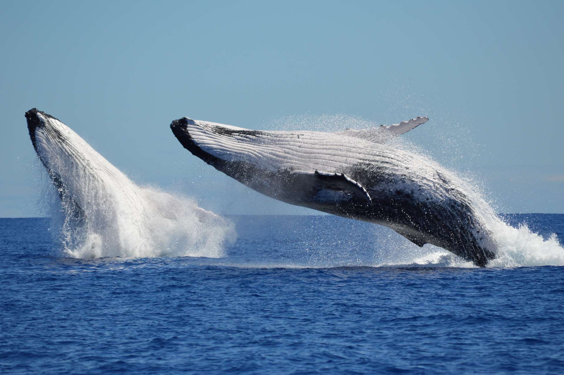 Premières images d'une reproduction de baleines à bosse : un mâle tente de s'accoupler avec un autre mâle blessé
