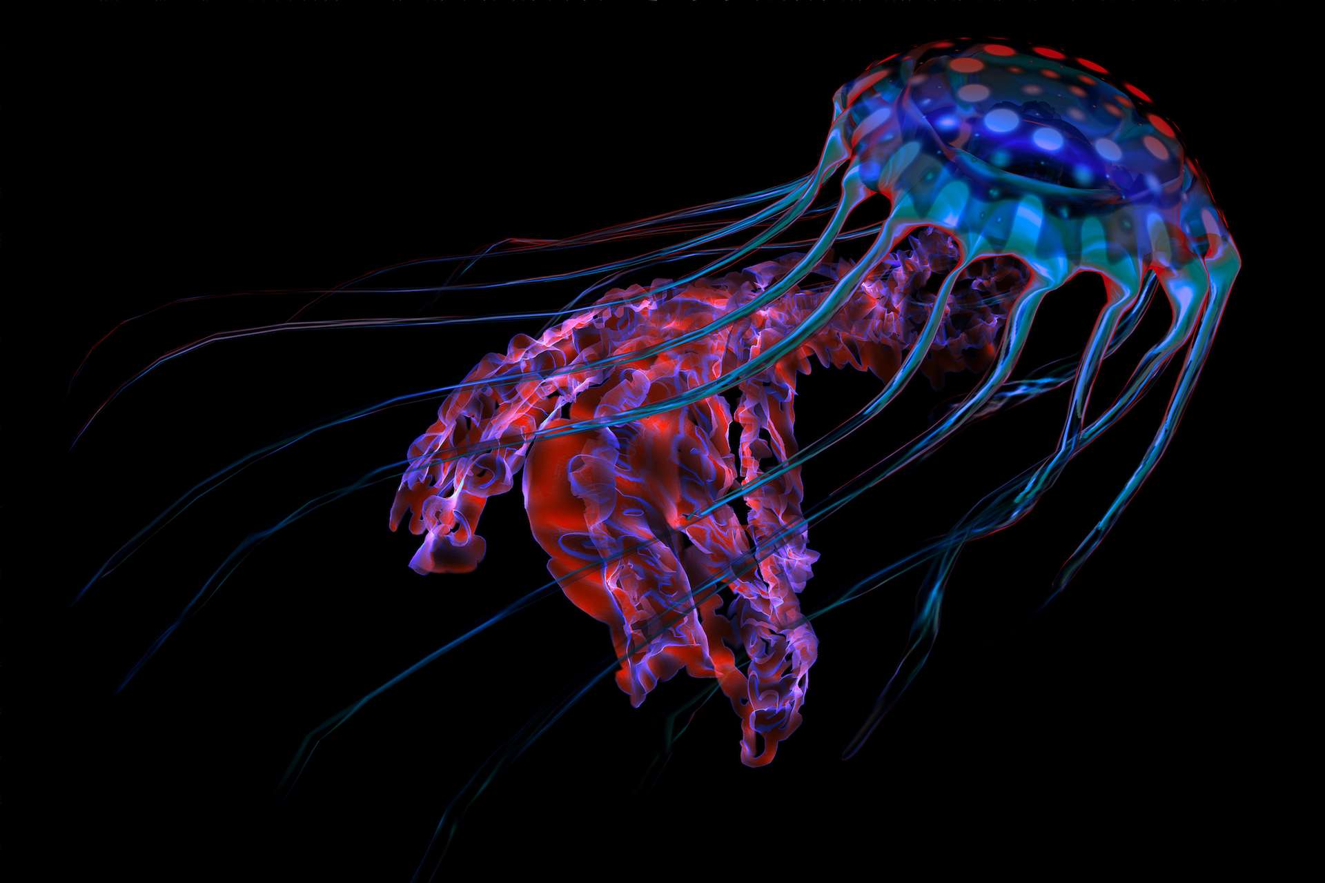 La bioluminescence serait apparue chez les animaux il y a 540 millions d’années !