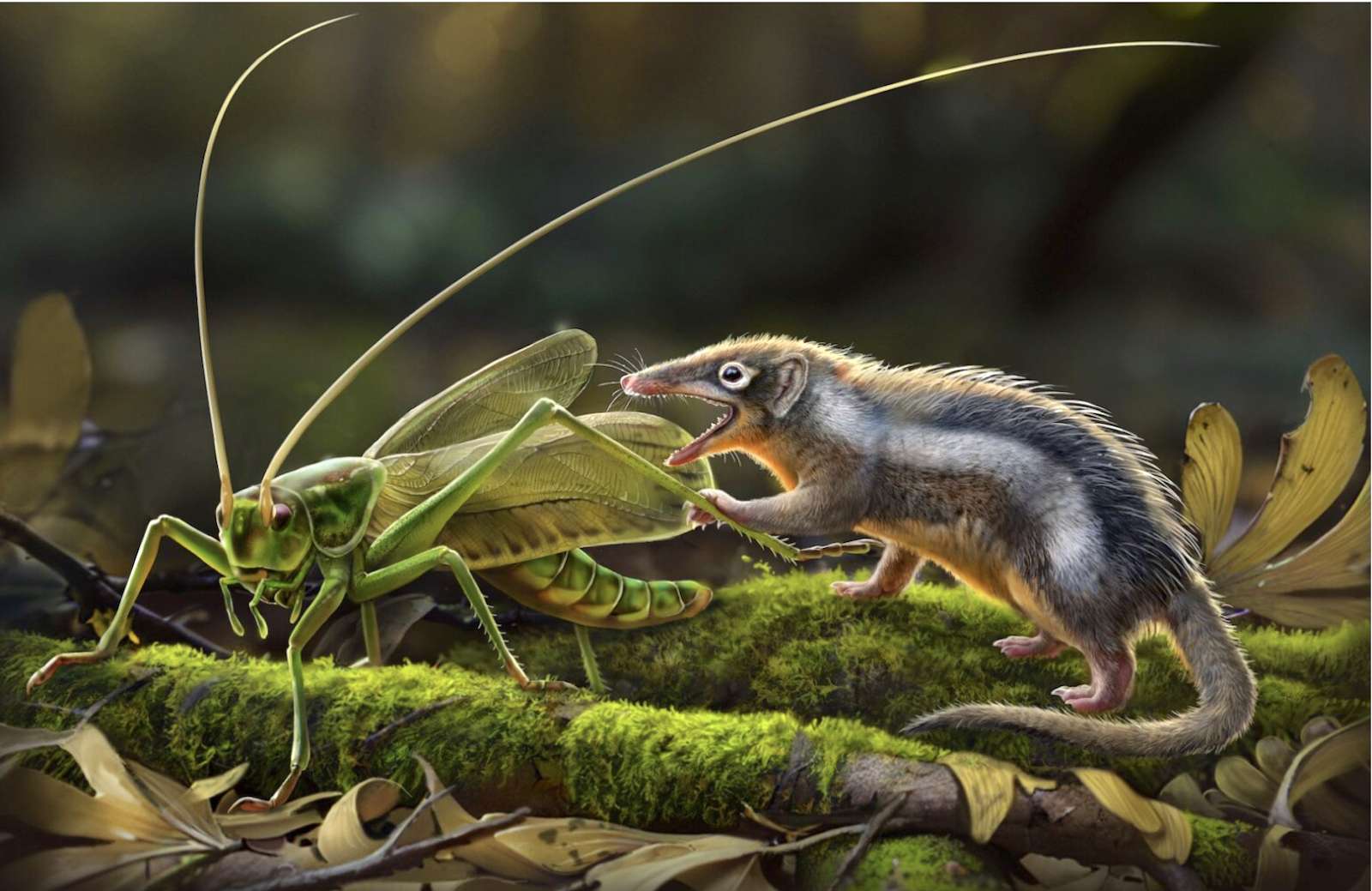 Ces découvertes remodèlent notre compréhension de l’évolution des mammifères