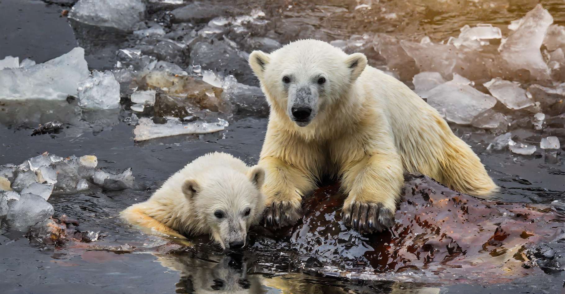 Voici la plus grande menace pour les ours polaires à court terme