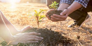 Planter des arbres peut aggraver le réchauffement climatique !