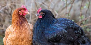 Les poules rougissent d'émotion, et c'est une bonne nouvelle pour le bien-être animal