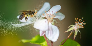 Pourquoi les abeilles sont essentielles à la vie sur Terre ?