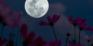 “Lune rose” attendue ce 6 avril : quel est ce phénomène ?
