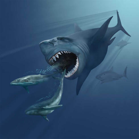 Mégalodons : Un requin géant éteint aurait donné naissance à des bébés « cannibales »