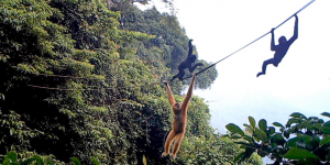Le primate le plus rare du monde reconquiert sa forêt