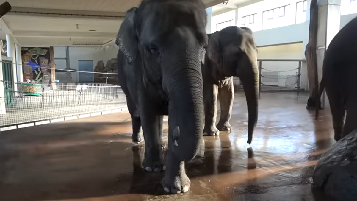 Vidéo : Cet éléphant a appris à peler les bananes en observant les humains