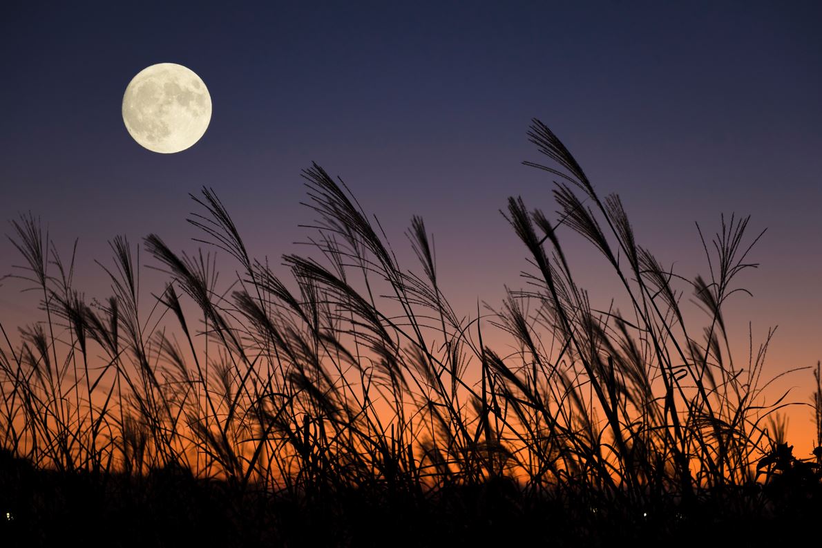 À quoi correspond la “Lune rousse” dans le calendrier lunaire ?