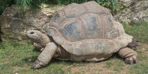 Le mystère de la longévité des tortues enfin élucidé !